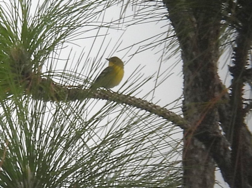 Pine Warbler - ML644849741