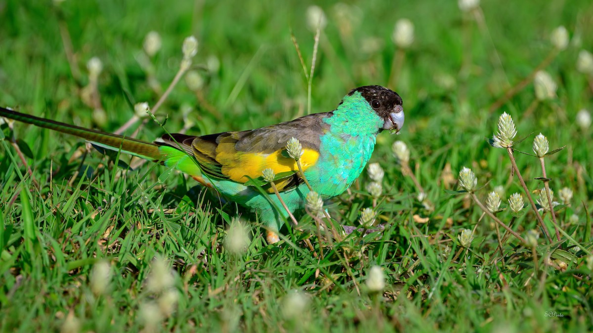 ヒスイインコ - ML644849744