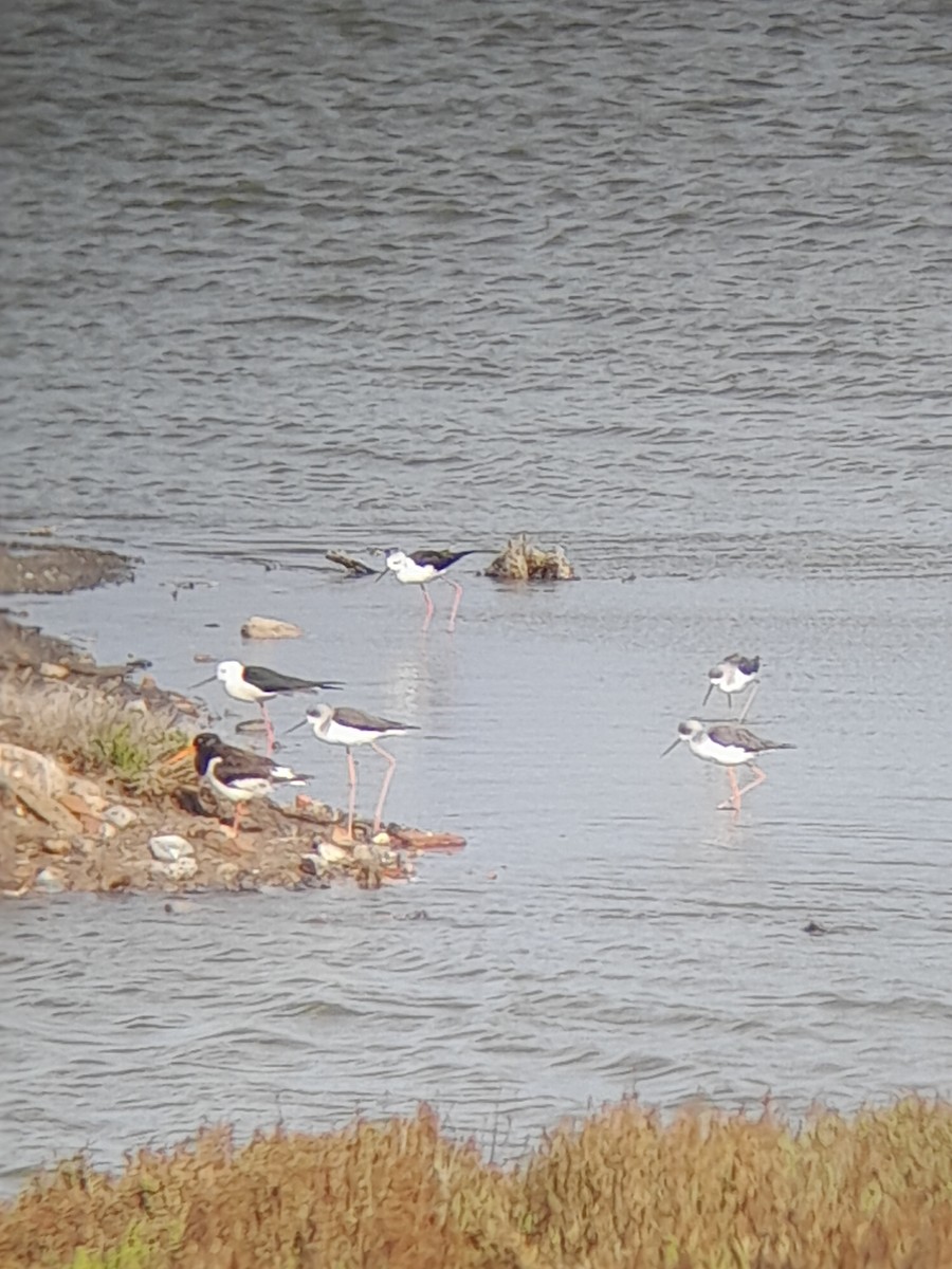 Zankaluze eurasiarra - ML644849746