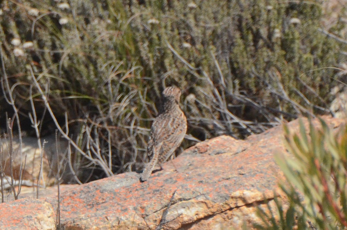 Cape Clapper Lark - ML644849750