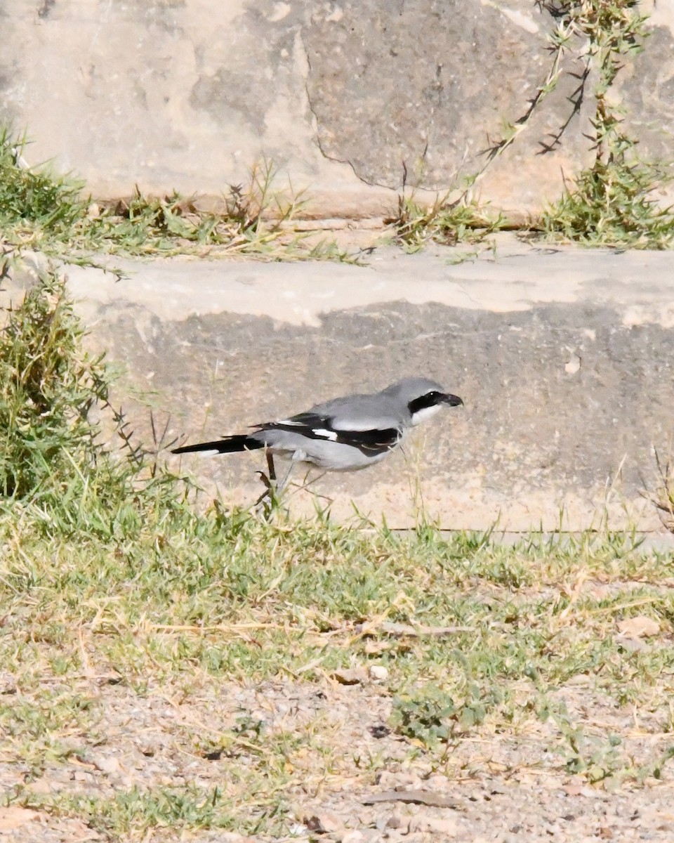 Averla maggiore - ML644849751