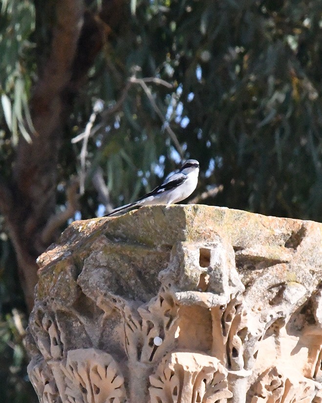 Averla maggiore - ML644849752