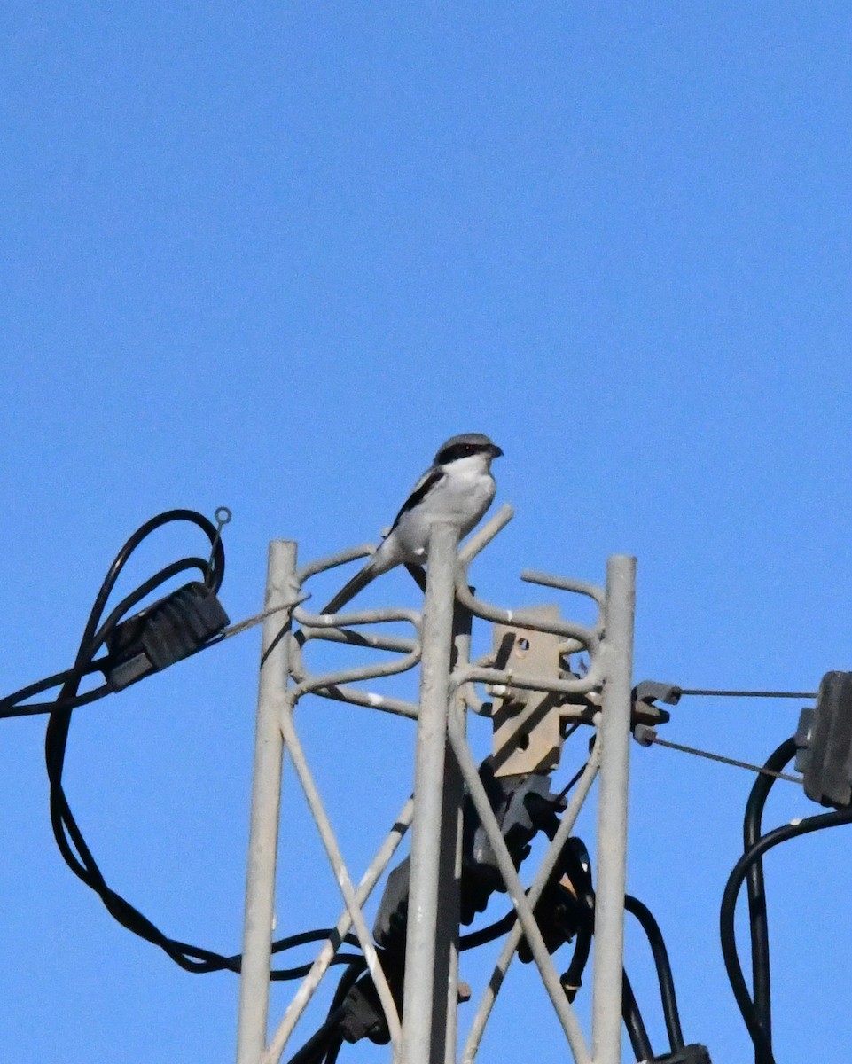 Averla maggiore - ML644849753