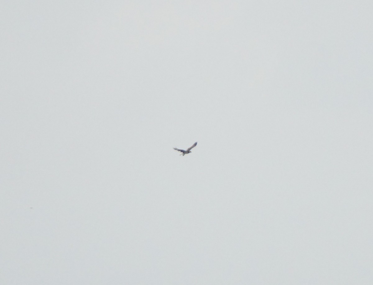 Скопа - ML644849754