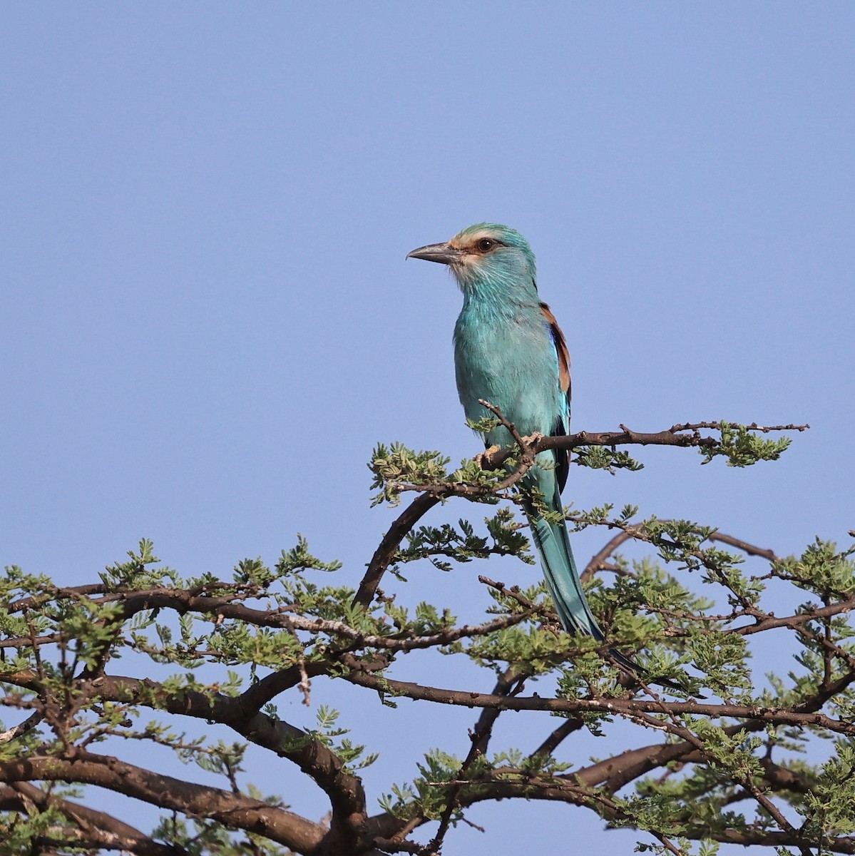 כחל אתיופי - ML644849759