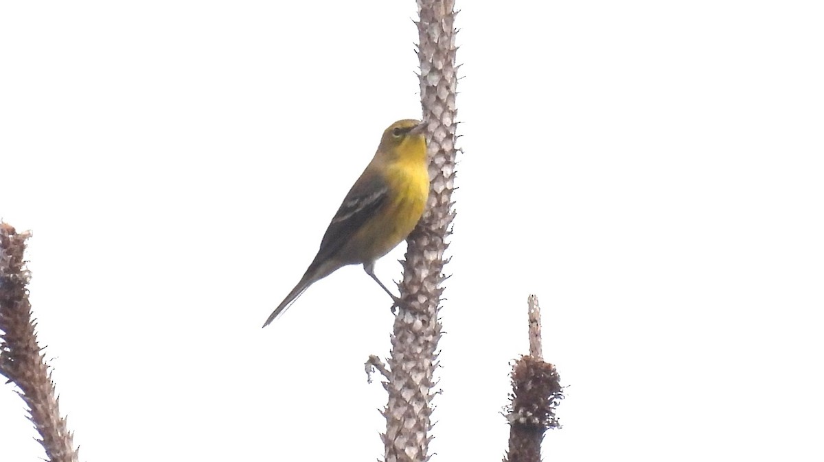 Pine Warbler - ML644849760