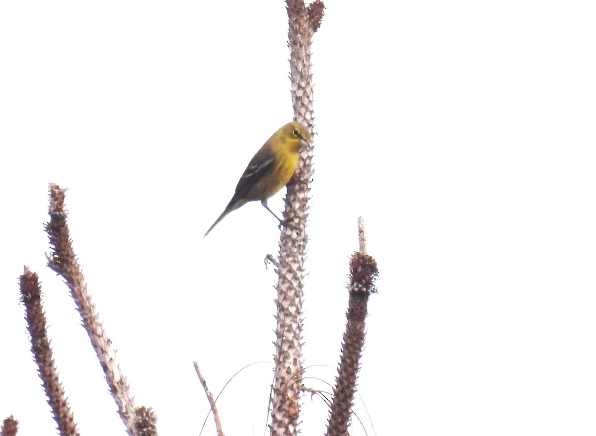Pine Warbler - ML644849768