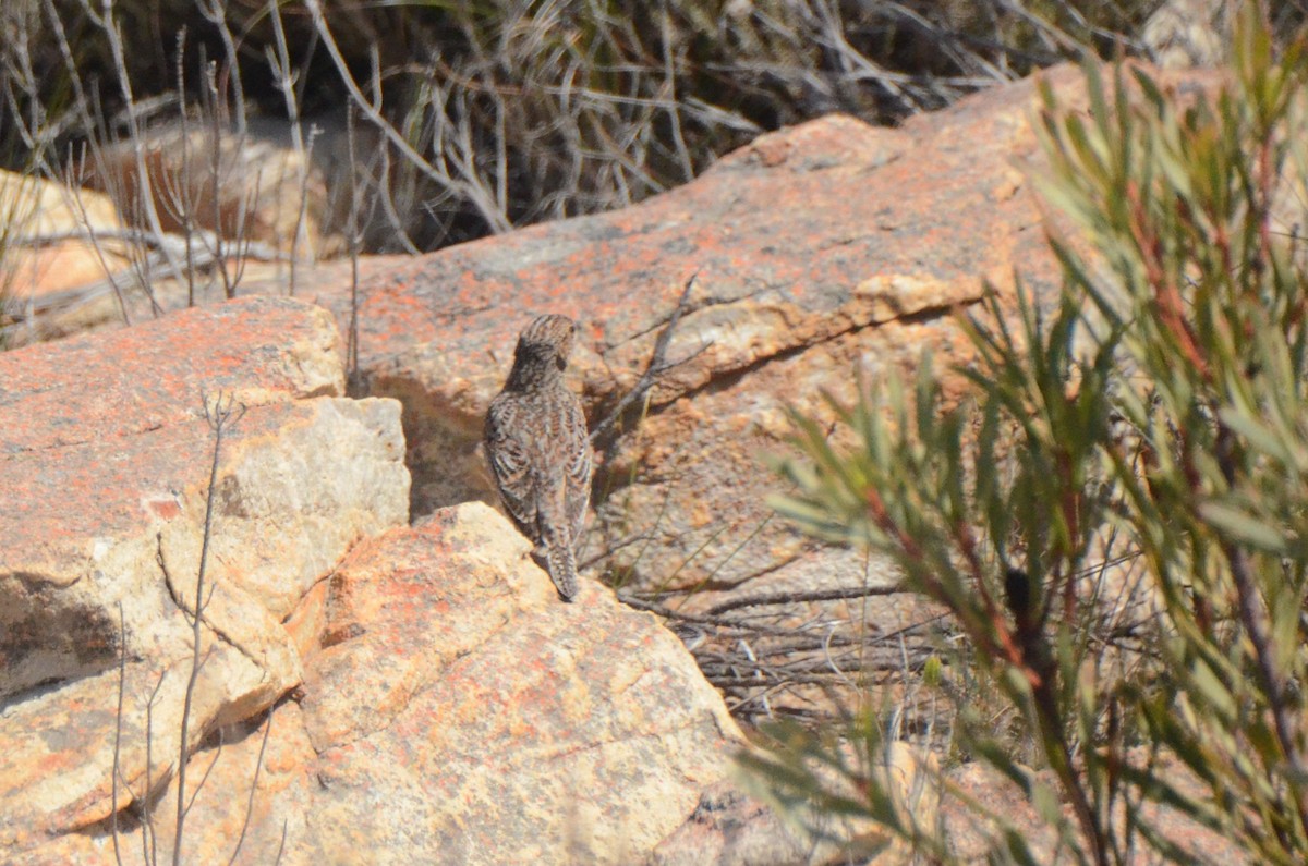 Cape Clapper Lark - ML644849772