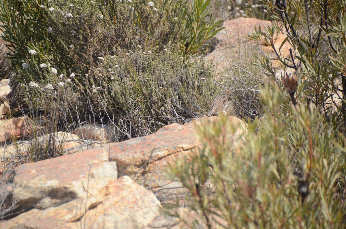 Cape Clapper Lark - ML644849784