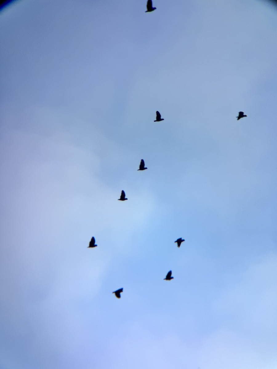 Blue-headed Parrot - ML644849846