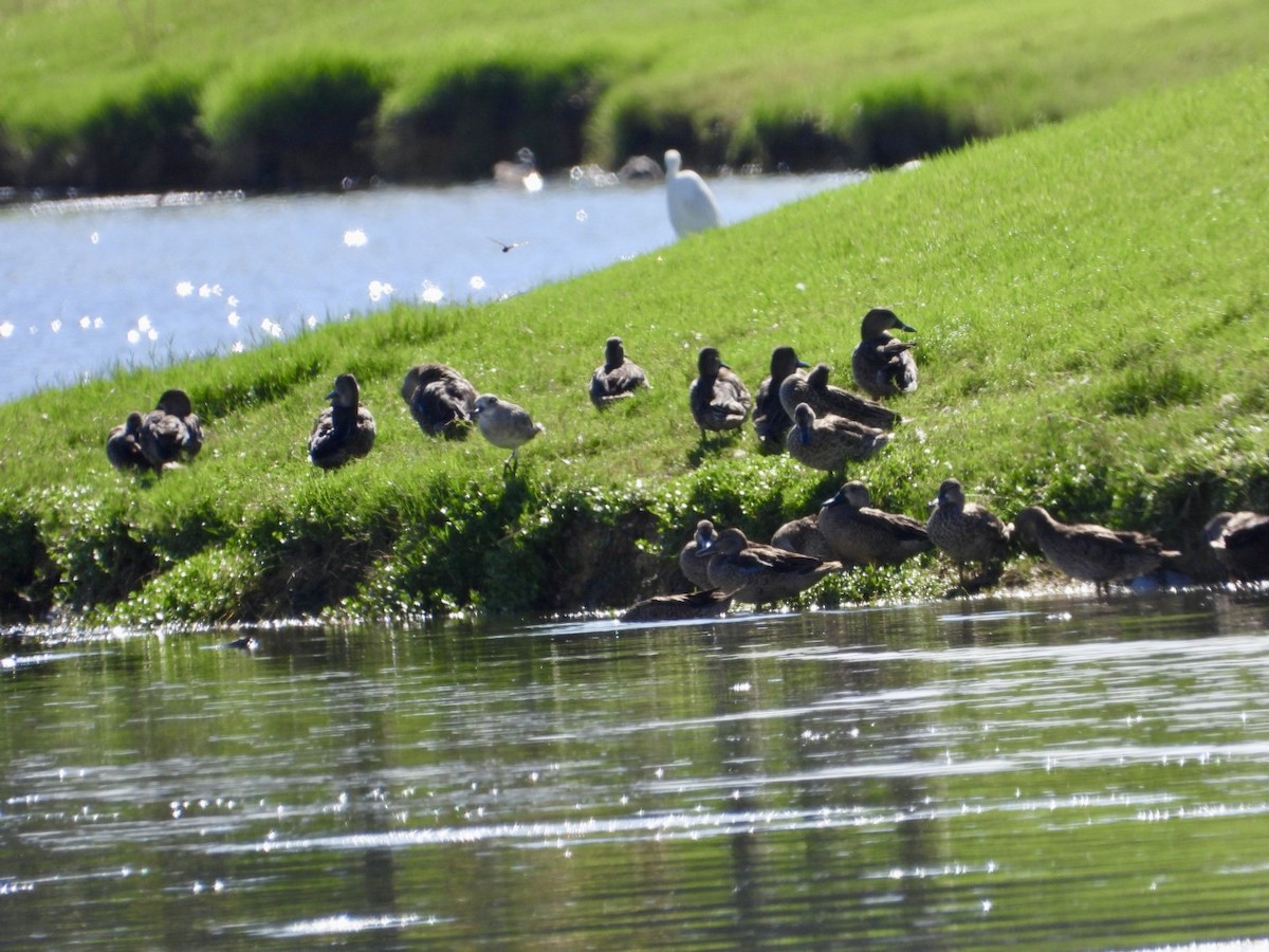 čírka modrokřídlá - ML644849850