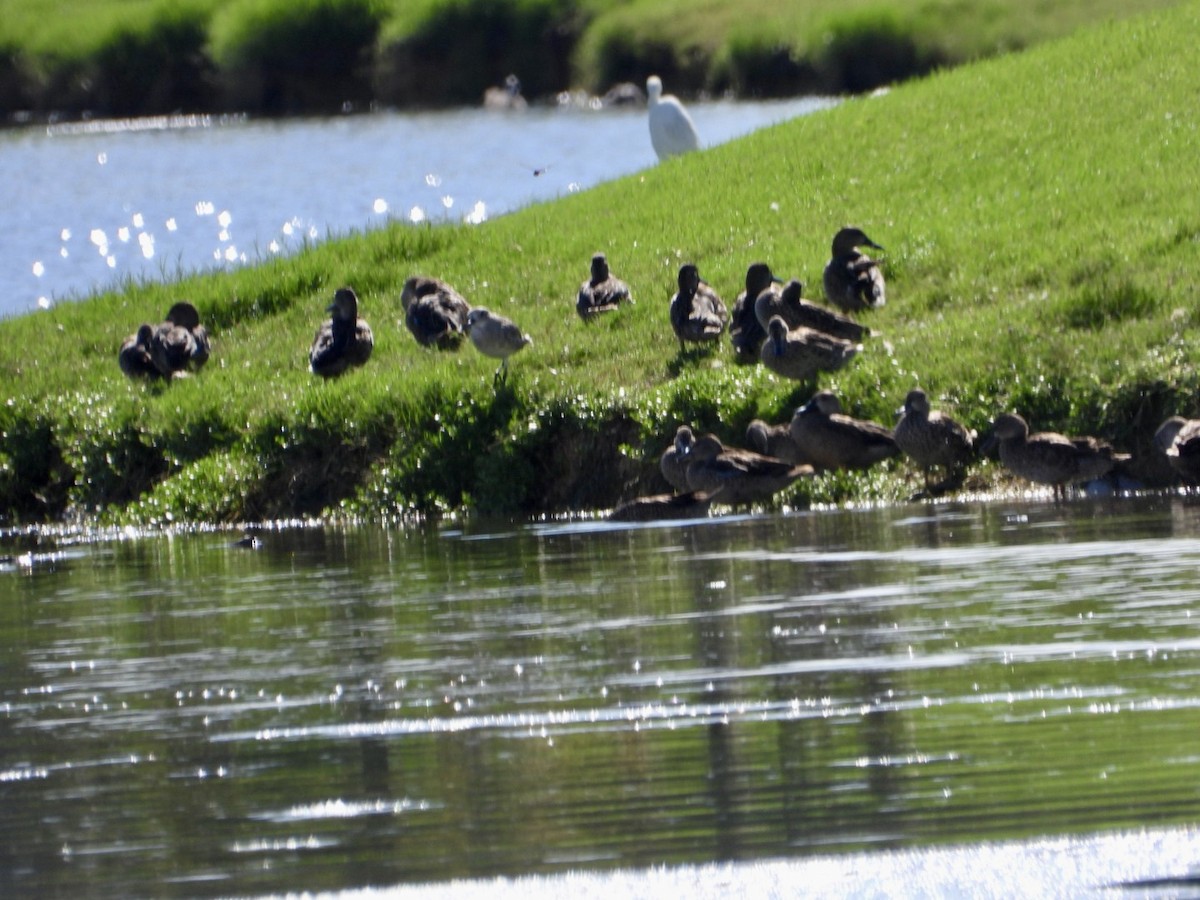 čírka modrokřídlá - ML644849851