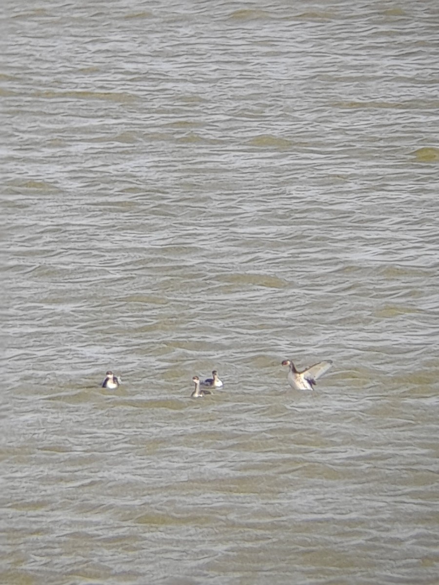 ハジロカイツブリ - ML644849871