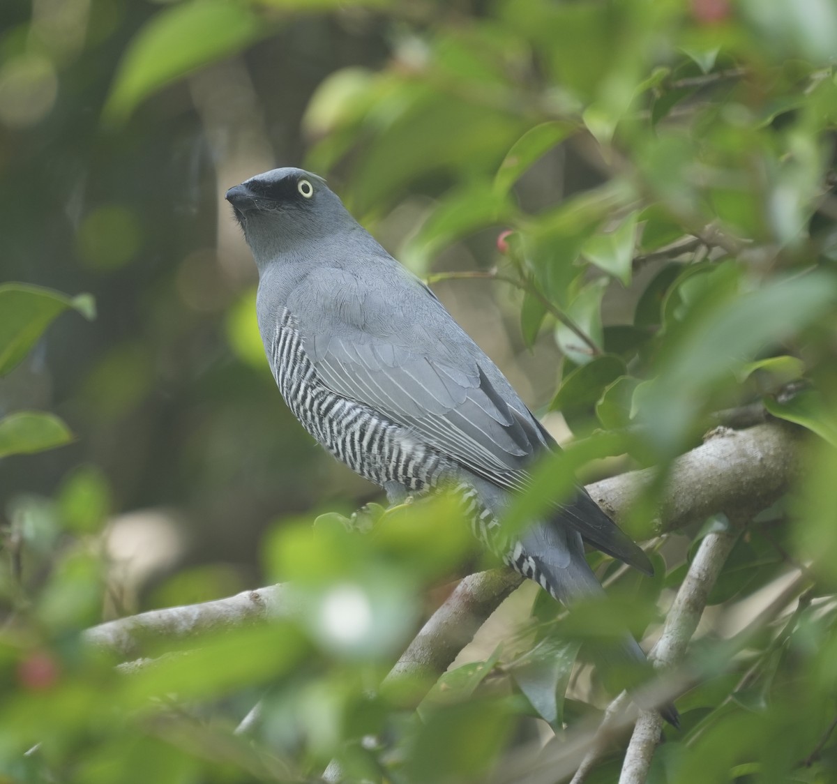 Barred Cuckooshrike - ML644849874