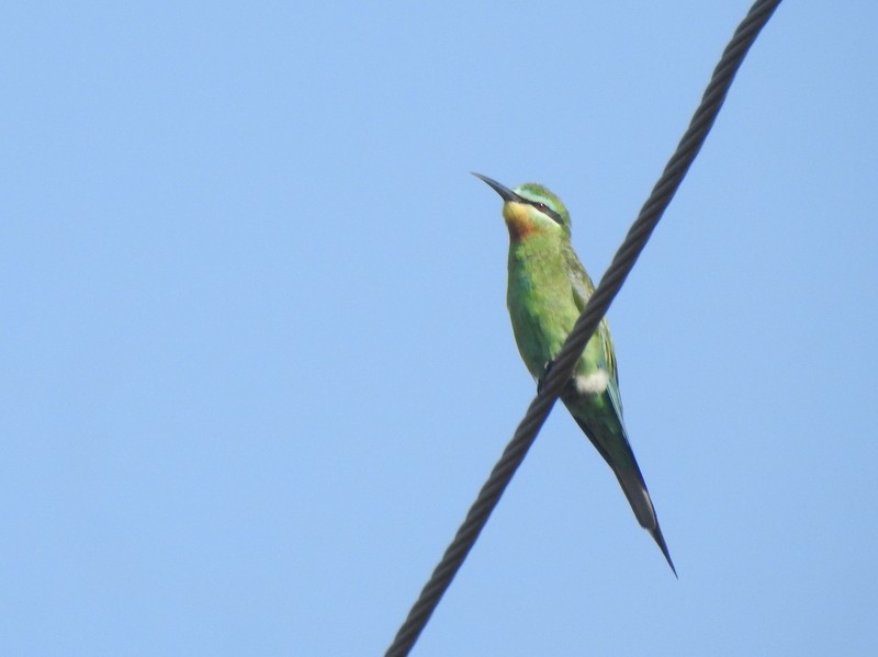 שרקרק ירוק - ML644849876