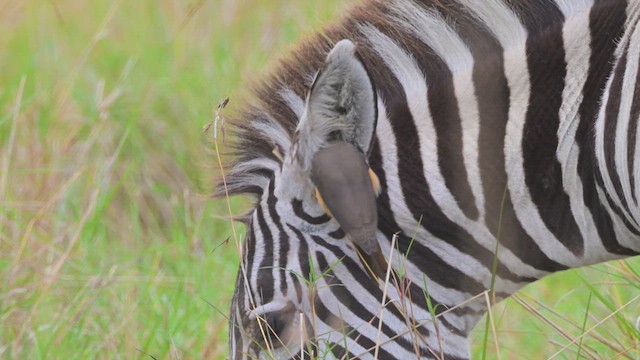 Sarı Gagalı Kenekuşu - ML644849887