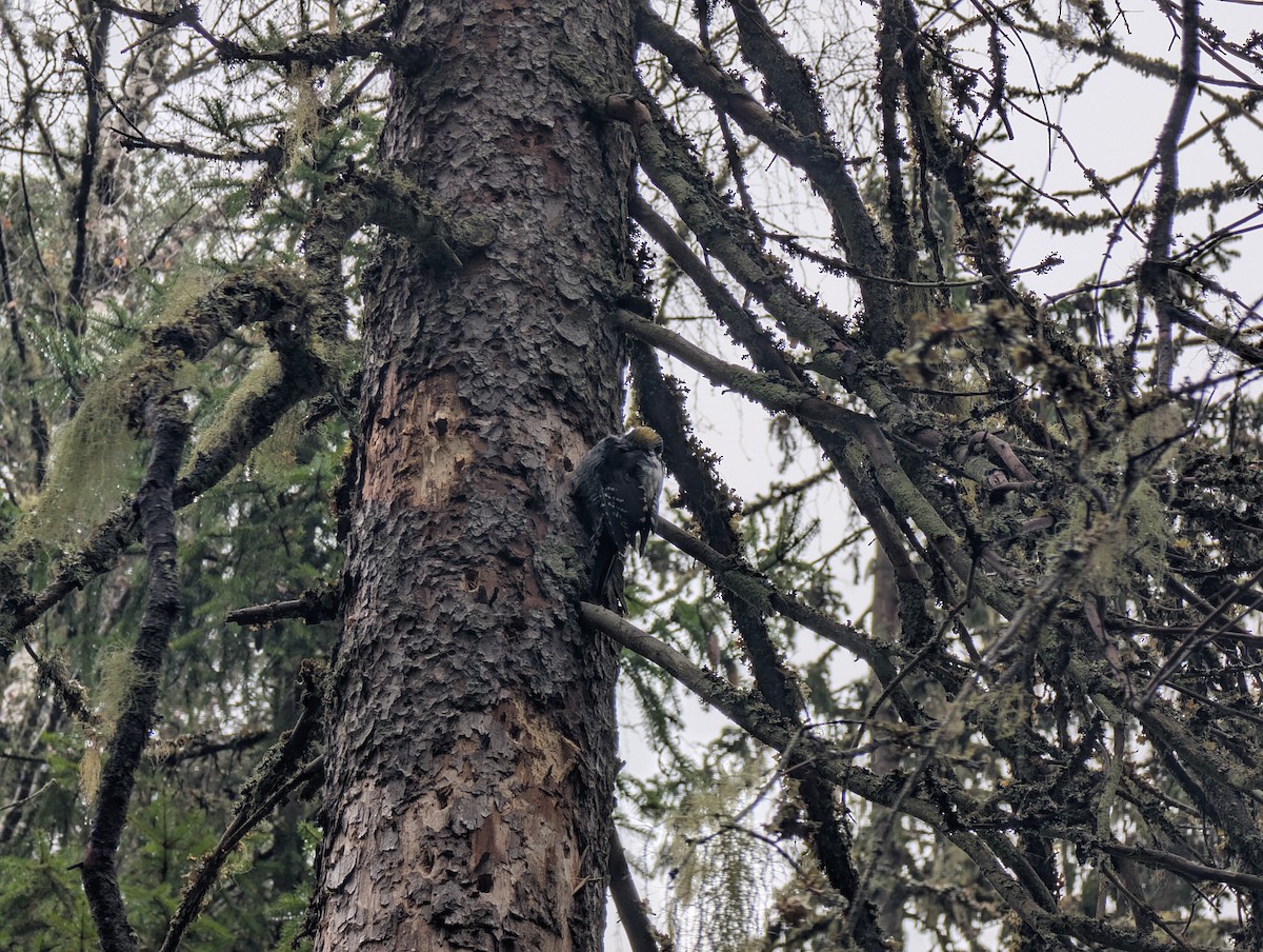 Гурван хумст тоншуул - ML644849892