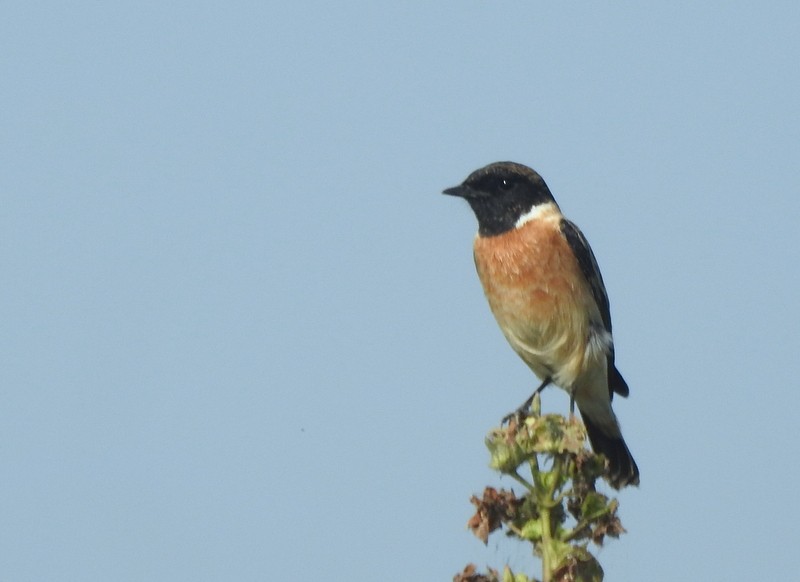 Siberian Stonechat - ML644849894