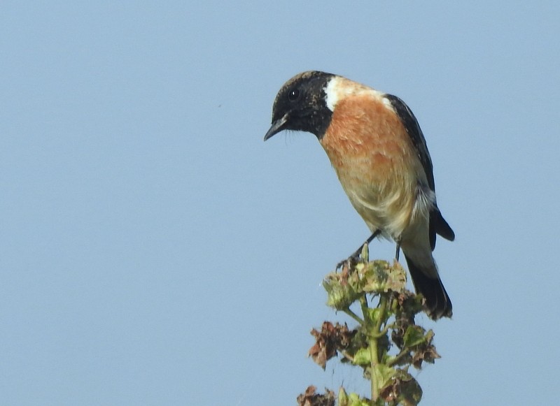 Siberian Stonechat - ML644849895
