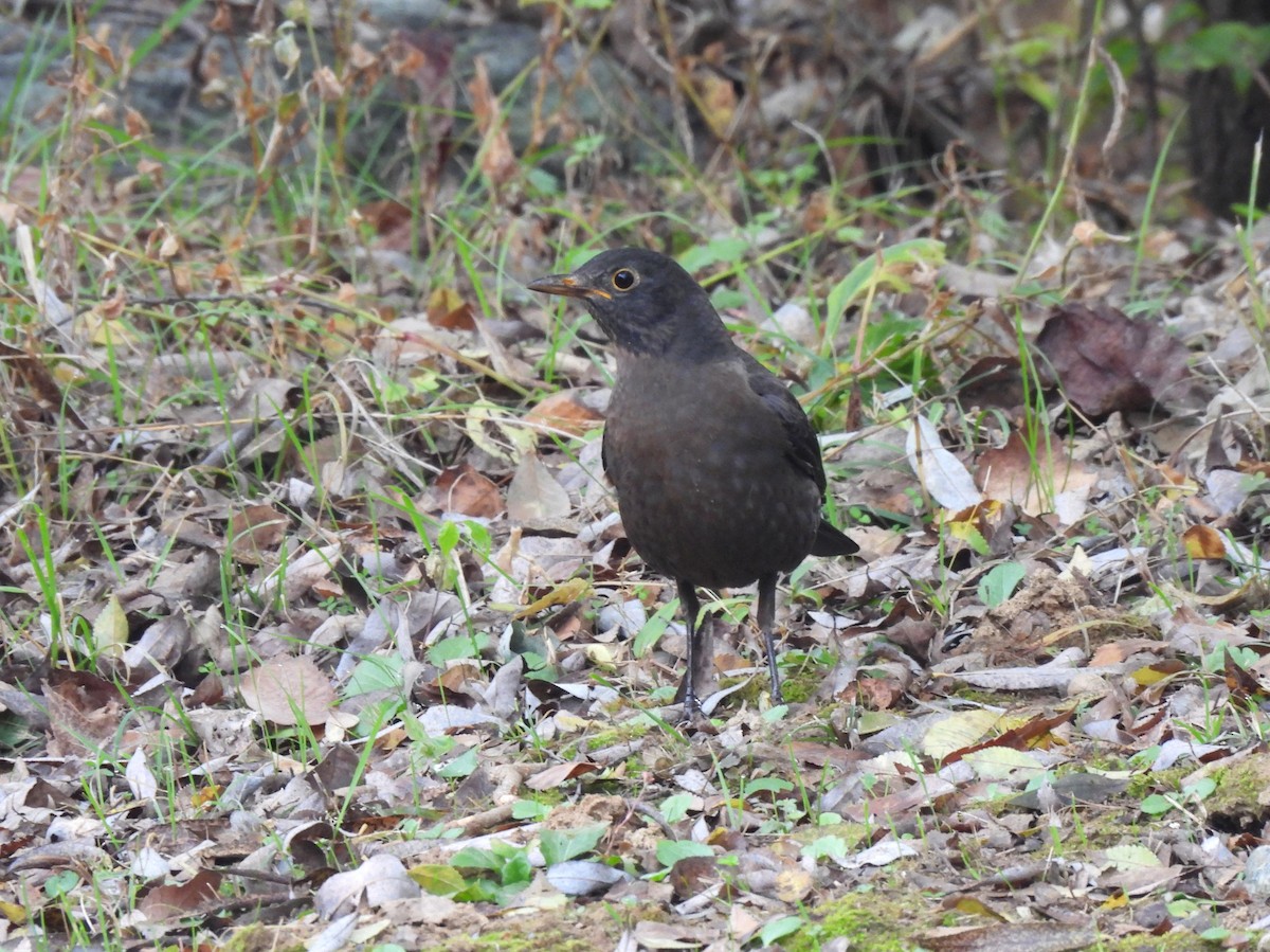Chinese Blackbird - ML644849899