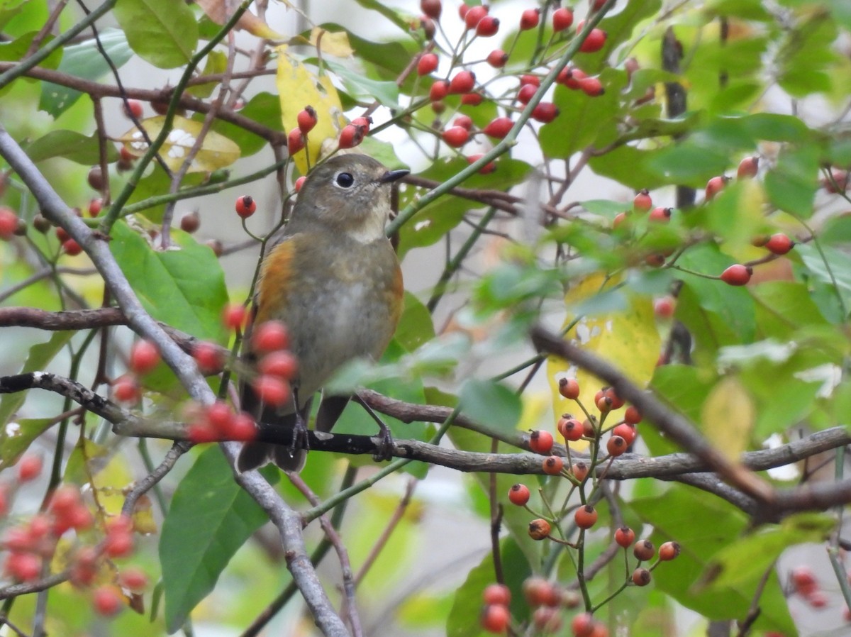 Red-flanked Bluetail - ML644849901