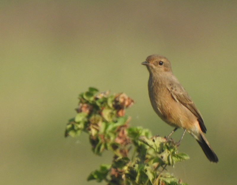 bramborníček černobílý - ML644849903