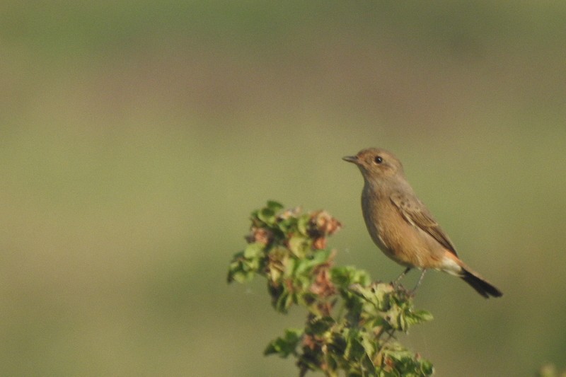 bramborníček černobílý - ML644849905