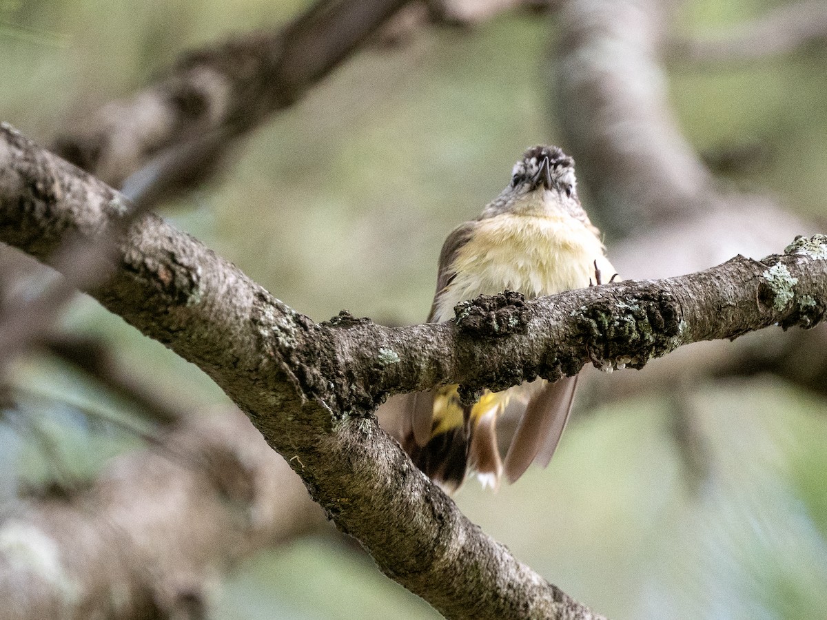 Sarı Belli Dikengaga - ML644849916