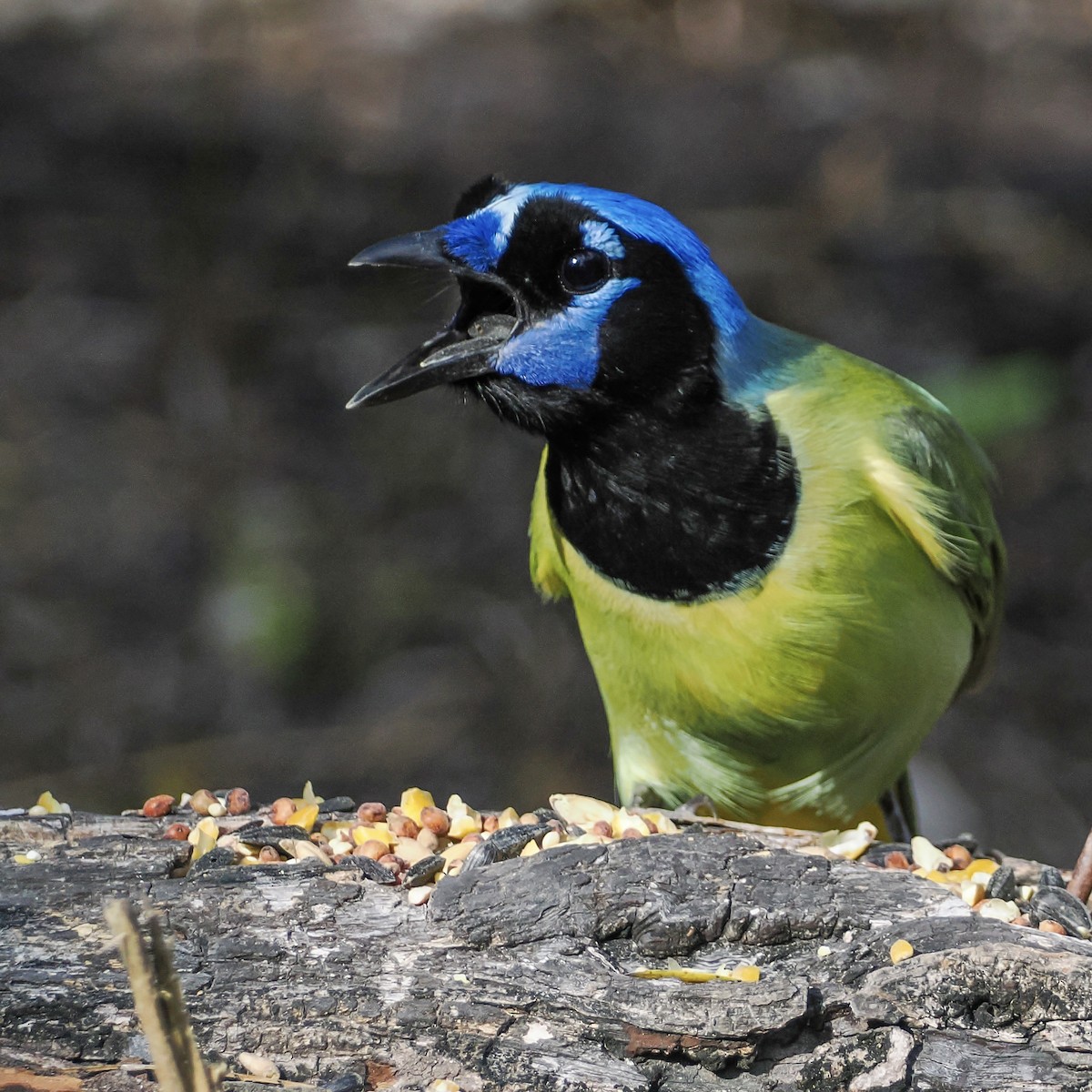 Geai vert - ML644849936