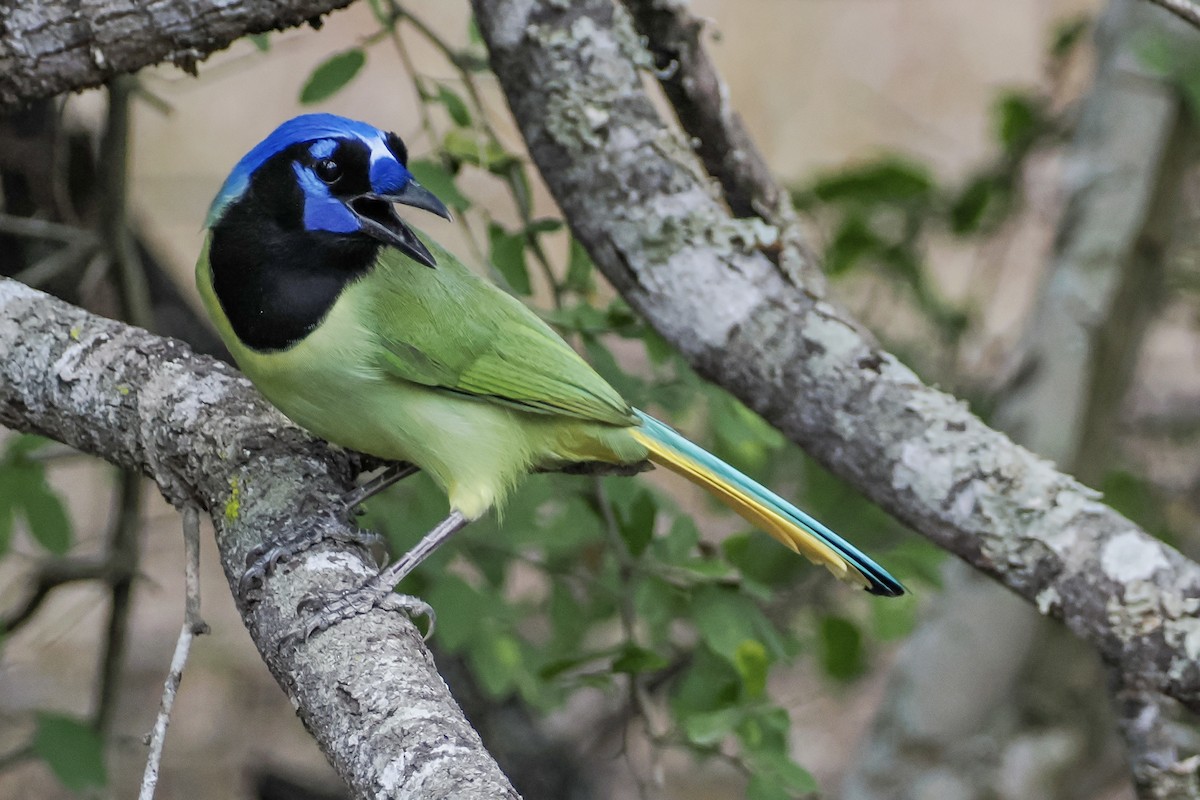 Geai vert - ML644849937