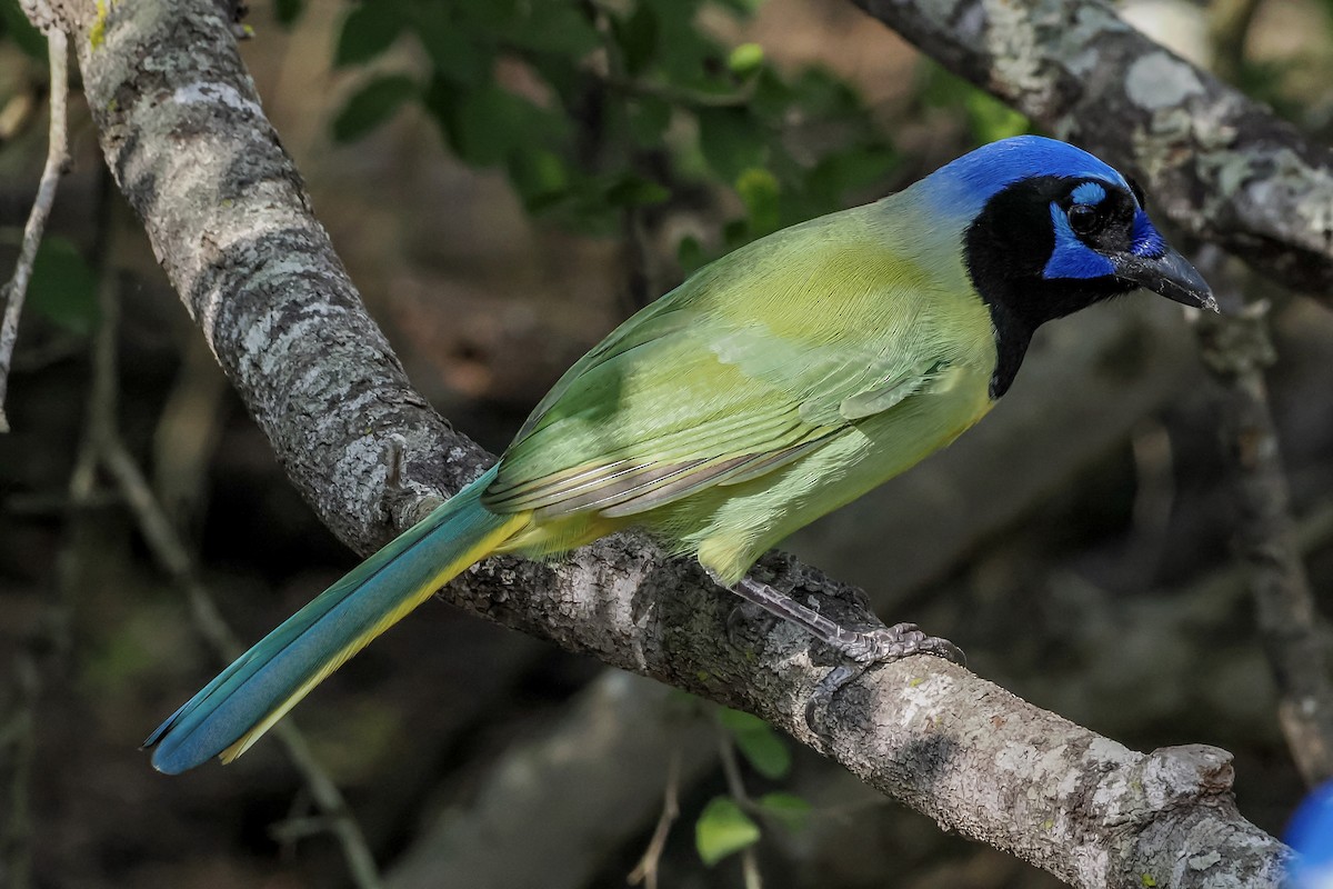 Yeşil Karga - ML644849938