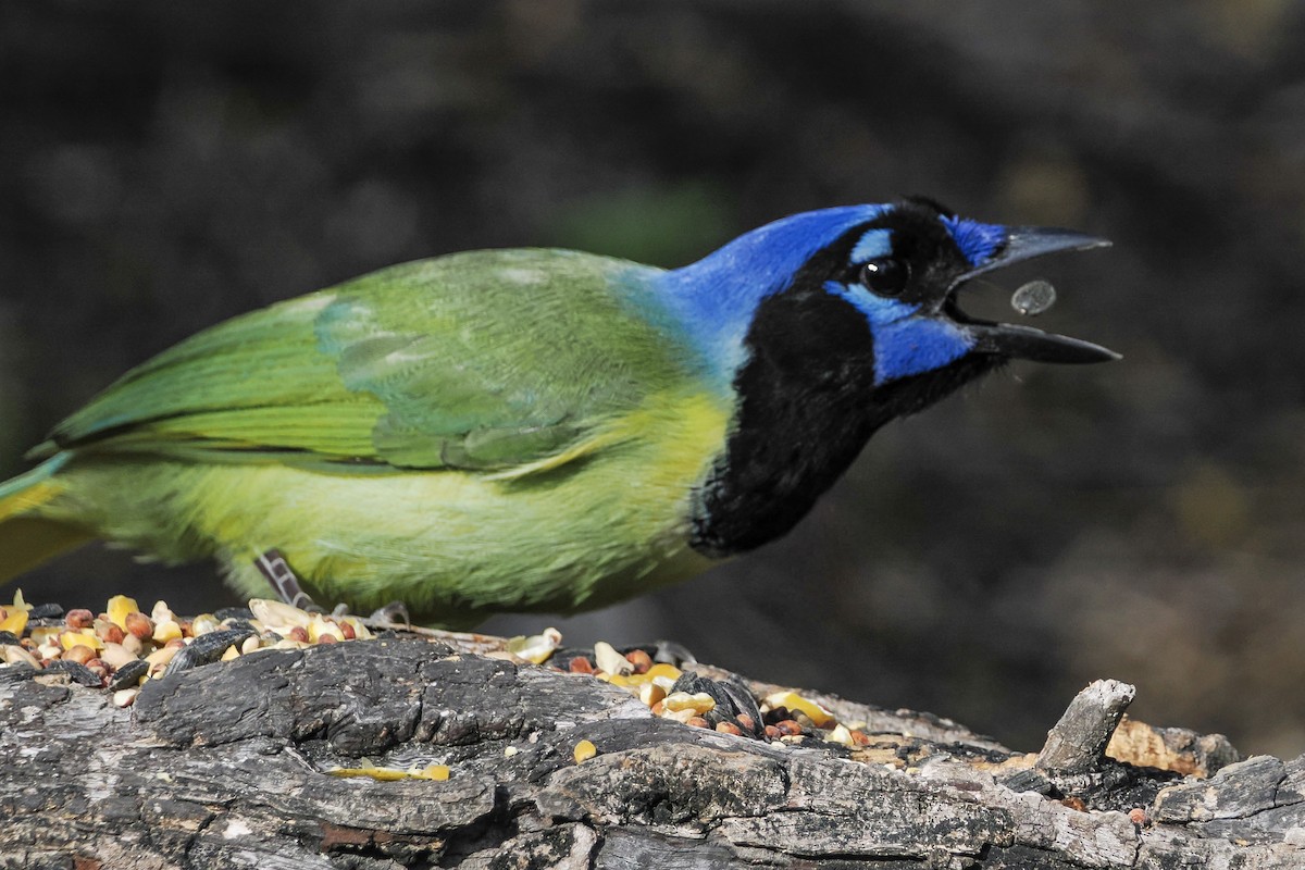 Geai vert - ML644849939