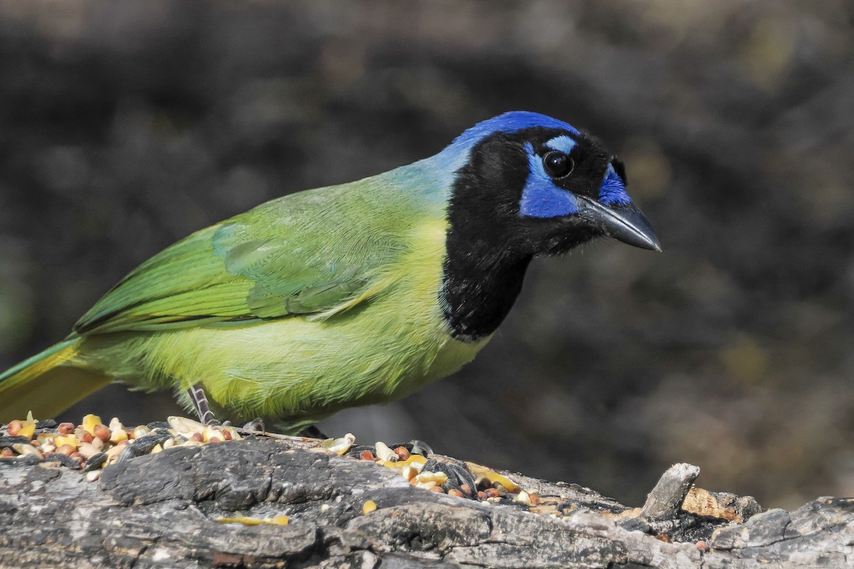 Yeşil Karga - ML644849940