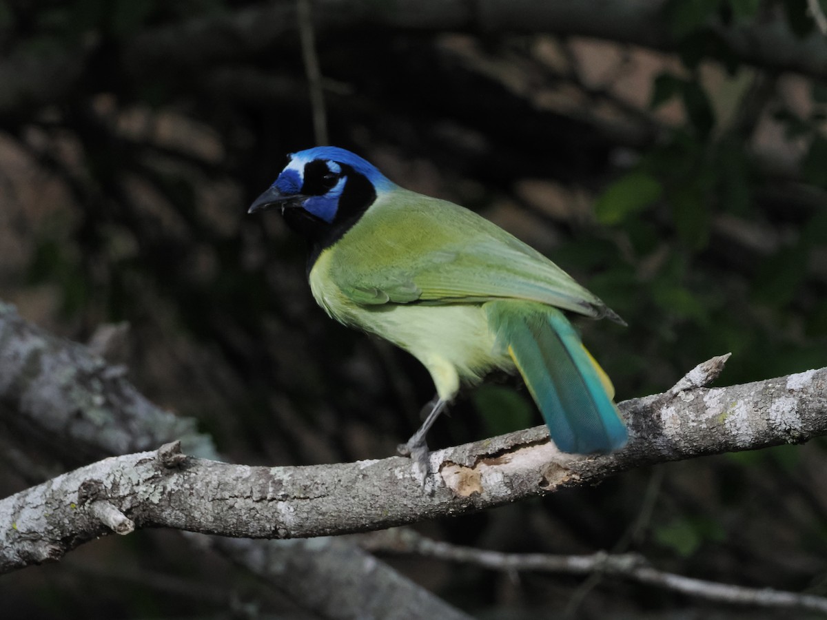 Yeşil Karga - ML644849941