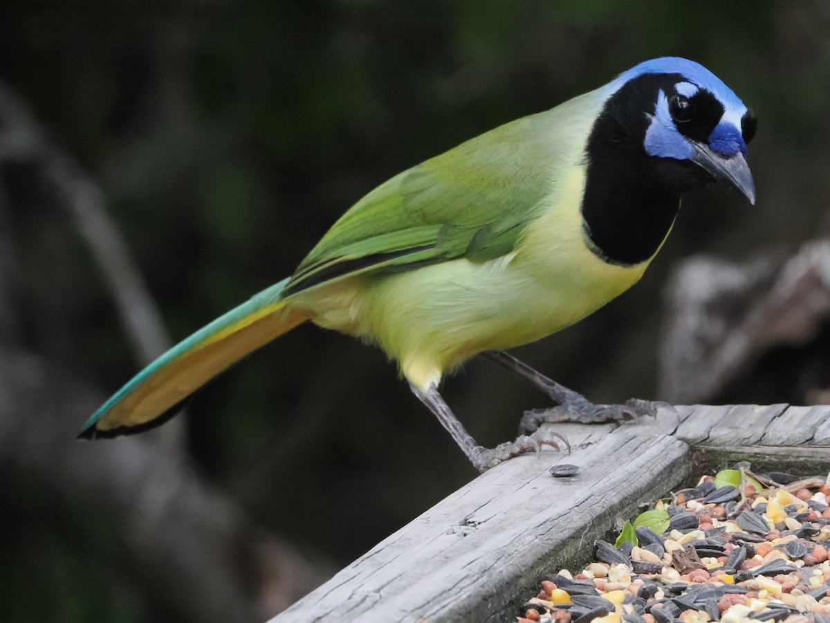 Yeşil Karga - ML644849942