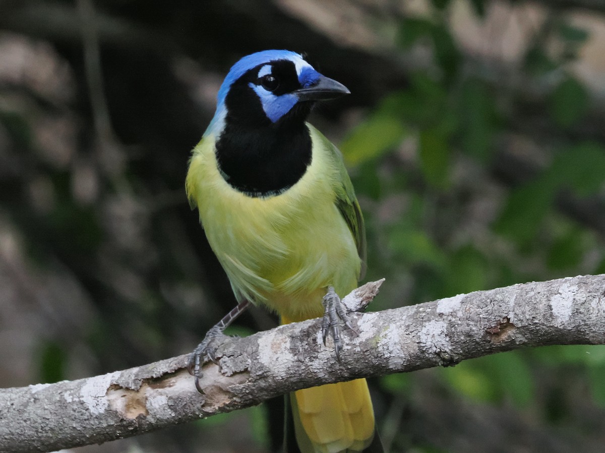 Yeşil Karga - ML644849943