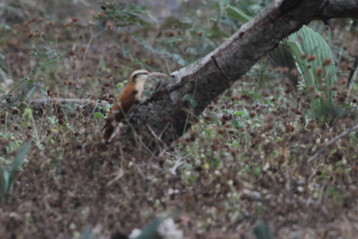 Dar Gagalı Tırmaşık - ML644849946