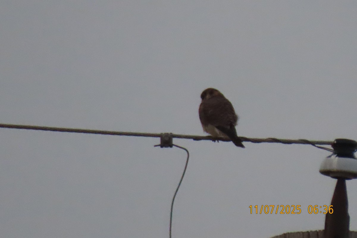 Ala Kerkenez - ML644849948