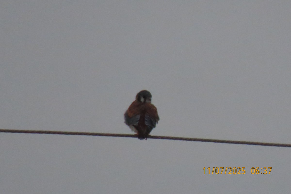 Ala Kerkenez - ML644849949