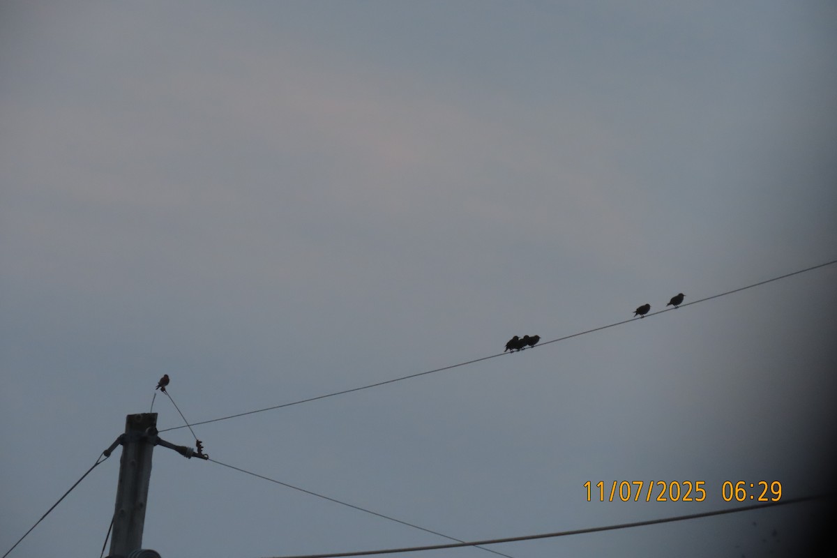 Ala Kerkenez - ML644849950