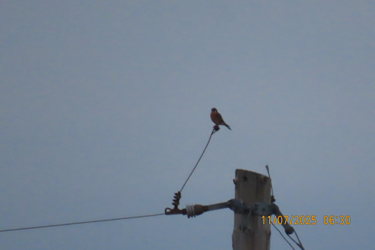 Ala Kerkenez - ML644849951