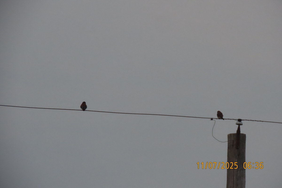 Ala Kerkenez - ML644849952