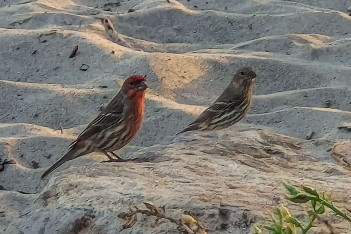 Ev Çütresi - ML644849955