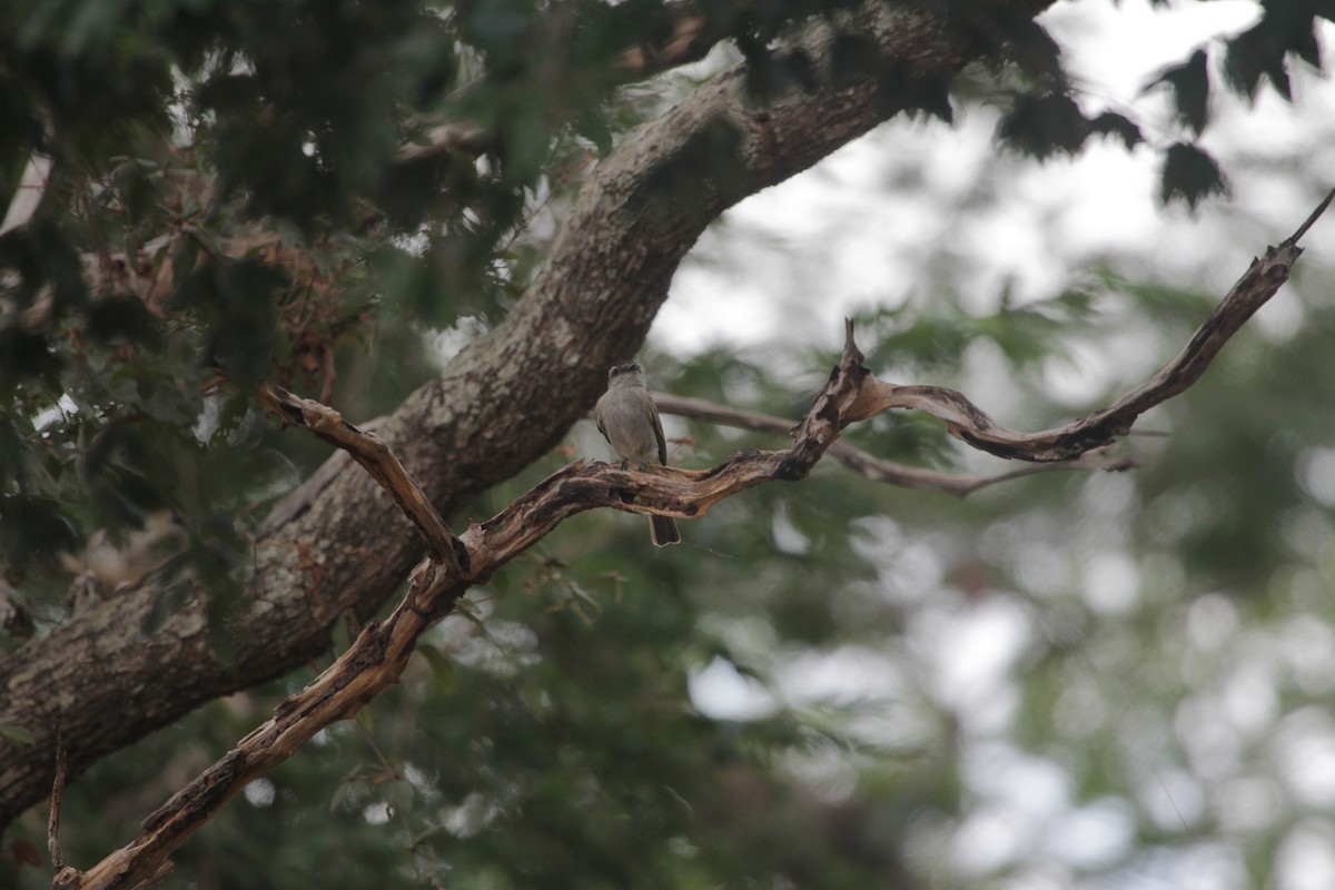 Siyah Taçlı Tiran - ML644849956