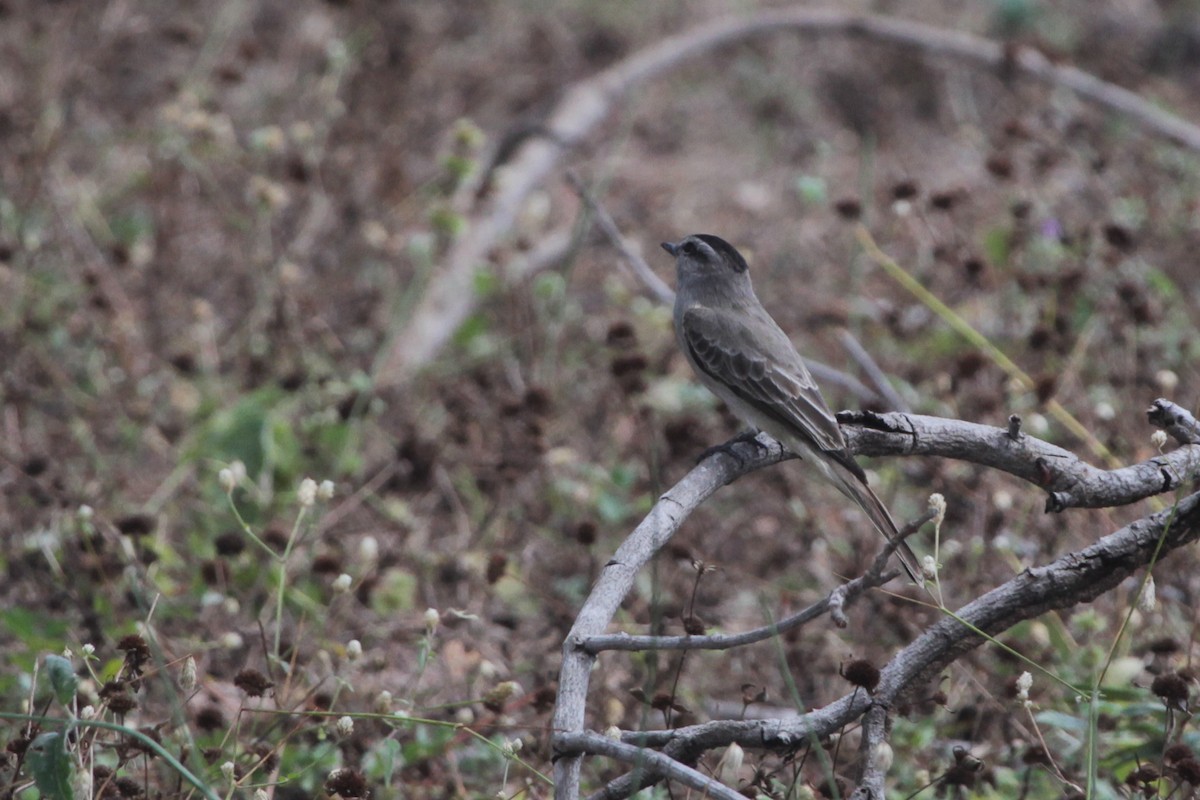 Siyah Taçlı Tiran - ML644849957