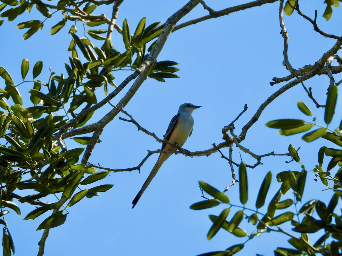 Çatal Kuyruklu Tiran - ML644849958