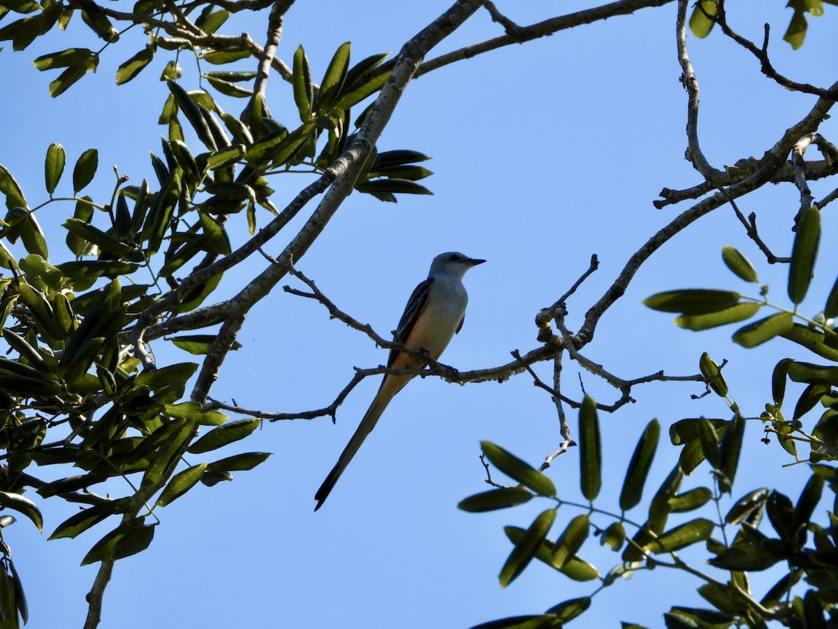 Çatal Kuyruklu Tiran - ML644849959