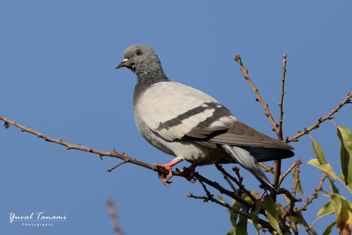 Kaya Güvercini (evcil tip) - ML644849960