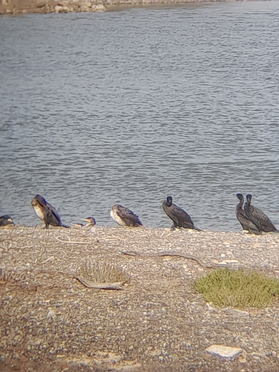 Karabatak - ML644849964