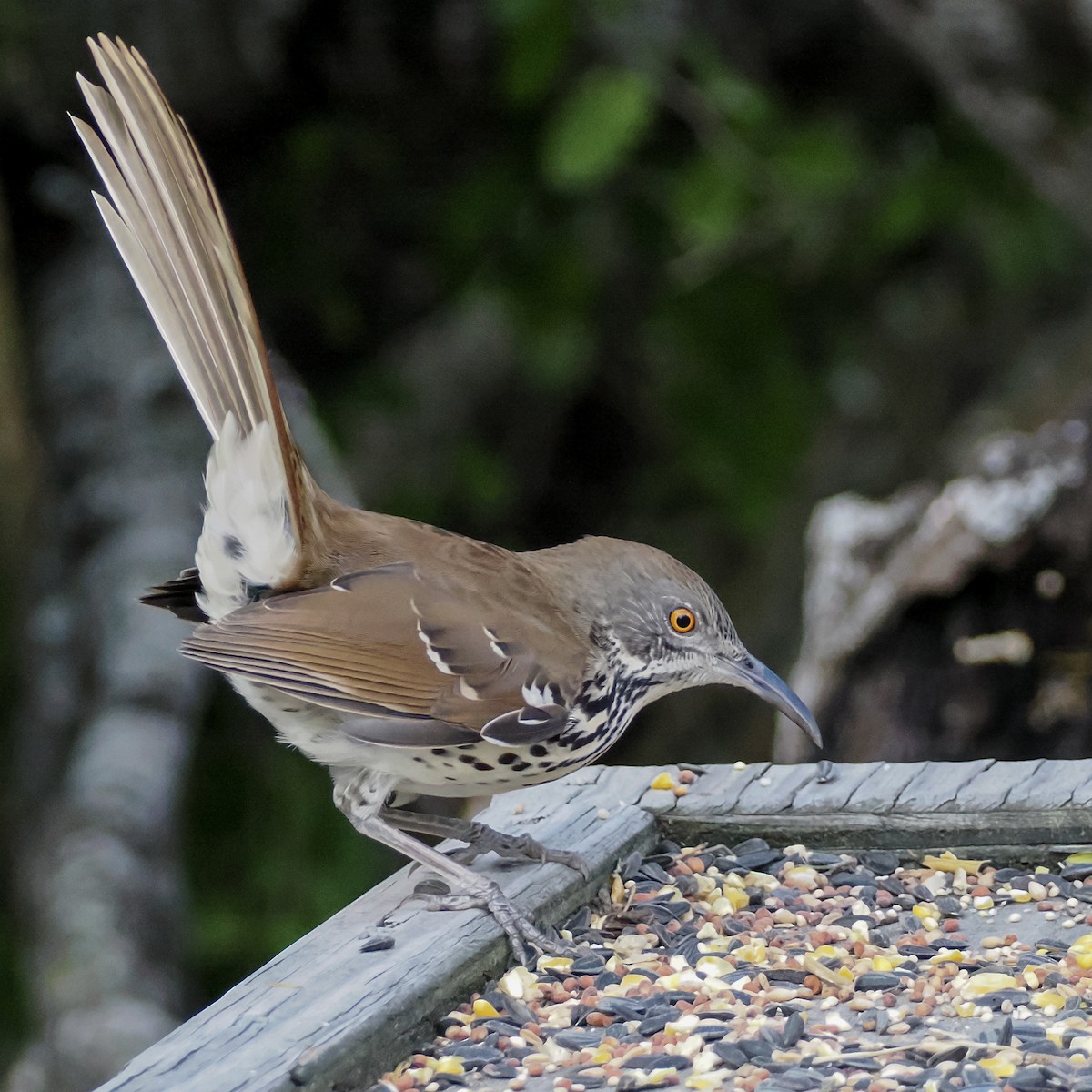 Kıvrık Gagalı Çöpçü - ML644849965